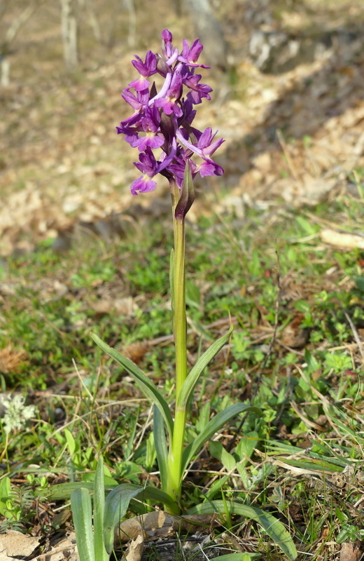 Dactylorhiza romana e prime fioriture tra Lazio e Campania - marzo 2023.